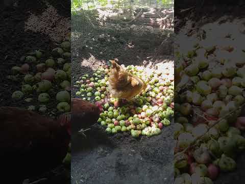 Chickens Devour Sweet Orchard Apples 🍎