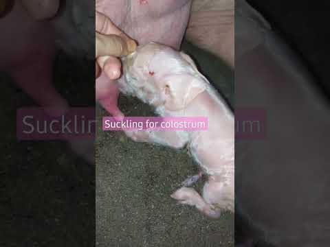 First milk, #colostrum for #newborn #piglets