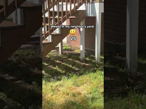 We dare you to send this to your neighbor 👀#lawncare #weeds #yardwork