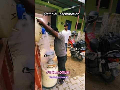 A liquid nitrogen (LN2)filling   Transfer semen storage container #shorts #trending #viralvideo #vet
