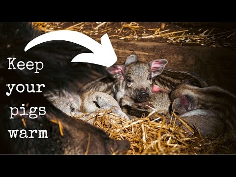 You CAN Farrow Your Pigs In The Winter!! (and Its Easy)