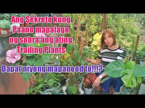 ANG SEKRETO KUNG PAANO MAPALAGO NG SOBRA ANG ATING MGA TRAILING PLANTS TULAD NG NEON POTHOS