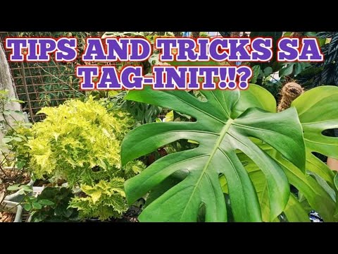 TIPS AND TRICKS SA TAG-INIT PAANO ALAGAAN ANG ATING MGA HALAMAN PARA HINDI MASUNOG SA INIT NG ARAW
