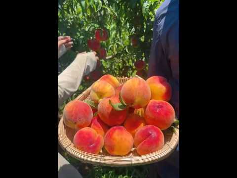 🍑 Peach Picking LIVE — Sweet Harvest & Peaceful Orchard Vibes