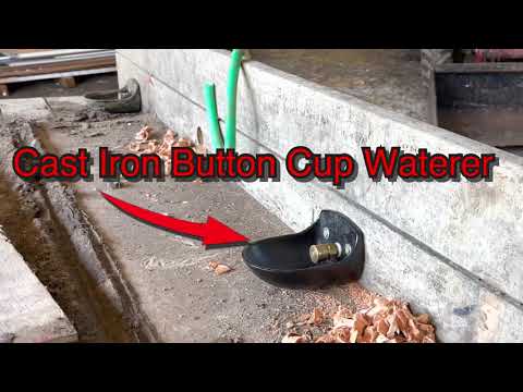 How to Water Pastured Pigs - Cast Iron Button Cup Waterer