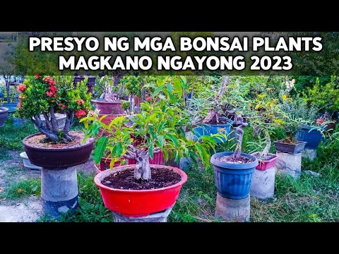 PRESYO NG MGA BONSAI PLANTS SA PAMPANGA MAGKANO NA KAYA?