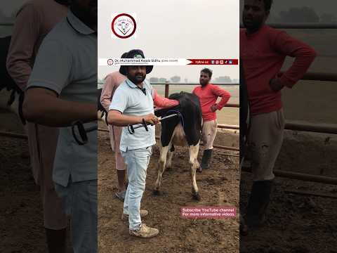 How to apply PRID delta / CIDR in cow #cow #animaldairyfarm #animalfarming