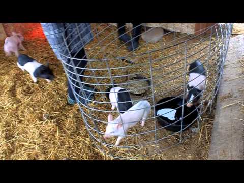 Creep feeding our piglets