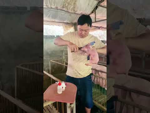 4 Essential Steps for Newborn Piglet Health Care 👀