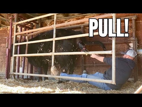 🐂 How to Pull a Calf