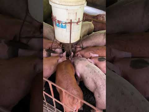 DIY auto feeder #pig #pigfeed #pigbreeding #farming #pigfarming #animals #farming101