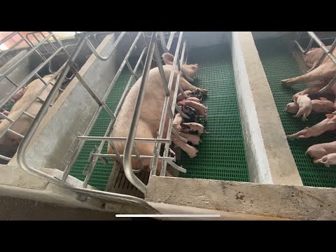 Female delivery in new modern farrowing crate || M . K    L I V E S T O C K