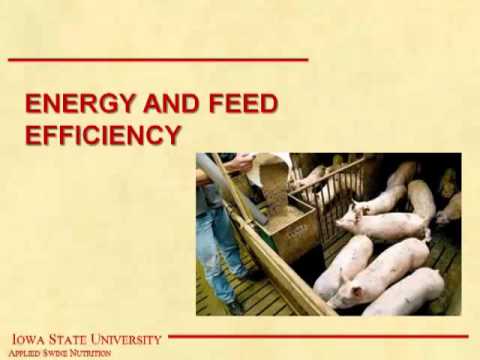 Dr. John Patience - A Critical Look at the Science Underlying Feed Efficiency