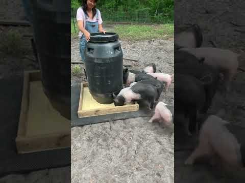 DIY gravity hog feeder