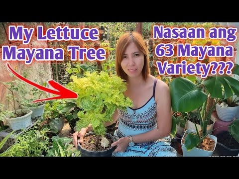 🌱My One year old Lettuce Mayana Tree🌱 l Nasaan na ang aking 63 Variety of Mayana???