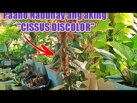 🌱Cissus Discolor🌱Paano ko siya nabuhay Ulit at Anong pag-aalaga ang Ginawa ko???