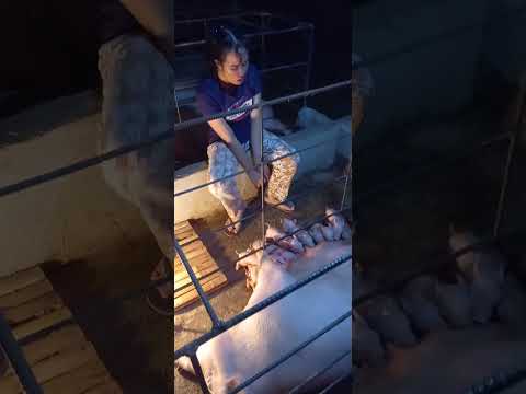 Yanskie Happy Pigs farm 10 Healthy piglets #baboy #backyard #farrowing #pigs #labor