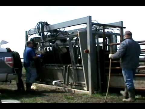Ultrasound Pregnancy Testing Cattle with Dr. John Bolinger