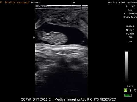 The NEW EVO III Veterinary Ultrasound—45 Day Bovine Pregnancy