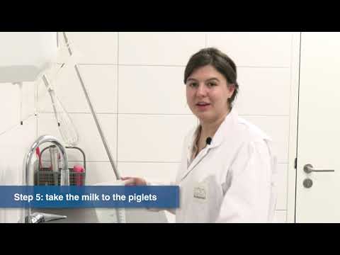 Tips & Tricks Piglet Milk Replacer