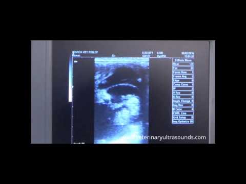 Cow Pregnancy Diagnosed at 50 Days using Portable Ultrasound
