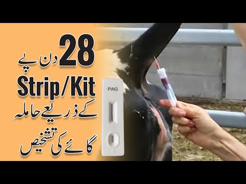 28 days pregnancy diagnosis in cows with blood PAG based kit/strip