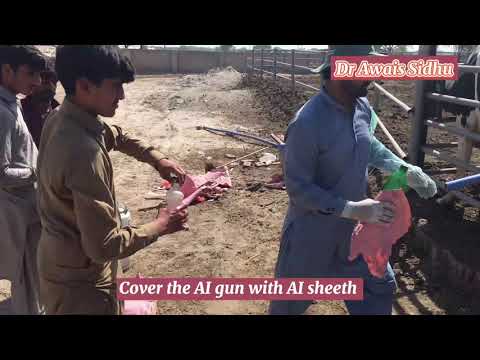 Artificial insemination in cattle/Cow/Buffalo| How to prepare AI gun?