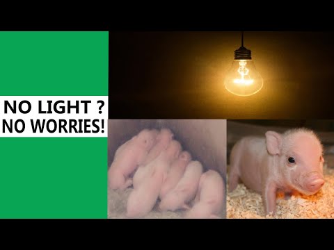 Heat in Pigs: How To Provide Piglets With Heat in Remote Area