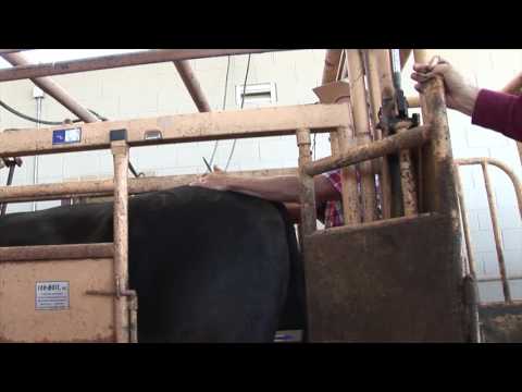 Bruce Carpenter - Cattle Reproduction - Placing an Estrotect Patch