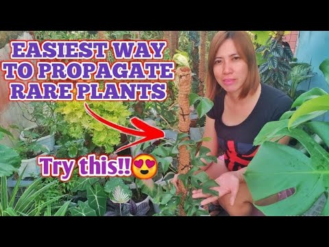 Easiest Way to Propagate Rare Plants You must try this in your Garden
