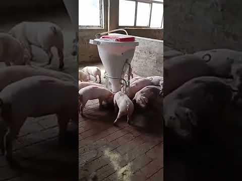 Wet and dry pig feeder