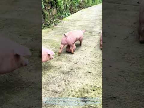 Modern Pig Farming: Scientific Assistance During Pregnancy