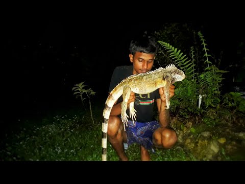 Iguana Hunting At Night (Backyard Hunt)