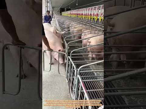 Feeding Efficiency: The Role of Pig Feeding Cages in Modern Farming