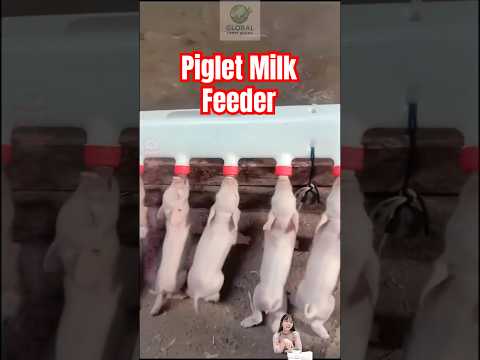 Piglet Milk Feeder #farming #farmlife #globalfarmscene