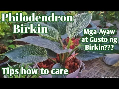 🌱 PHILODENDRON BIRKIN 🌱 Care Tips | Mga Ayaw at Gusto ng Birkin |YOU NEED TO KNOW ABOUT  BIRKIN!