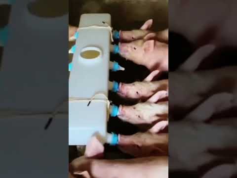 Bottlefeeding of piglets like a newlyborn baby #cute   #piggy  #piglets