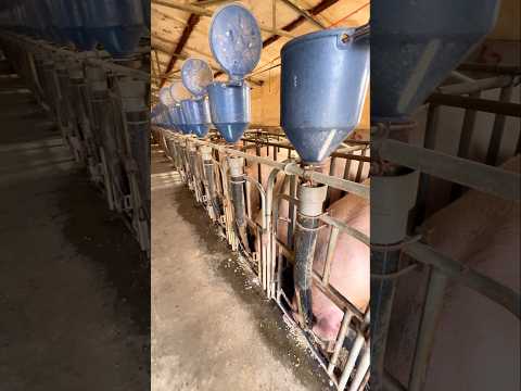 Ingenious Feeding System in a Rural Chinese Pig Farm – No Advanced Tech Needed! 👀