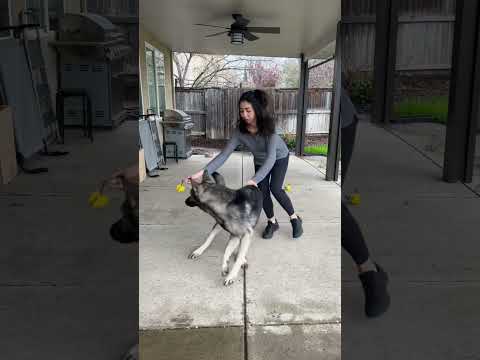 Help build your dogs toy drive #dogtraining #dogtrainingtips #dogtrainingadvice