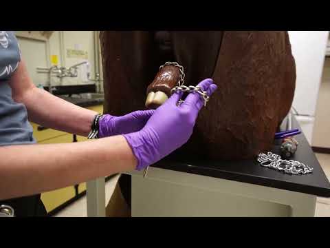Cattle Dystocia Part I: How to Attach Obstetrics Chains During Calving