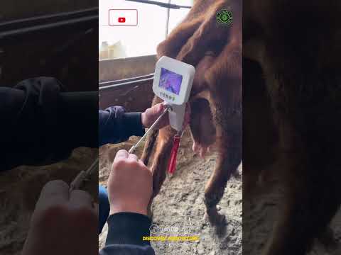 New Cow AI Tool with Camera
