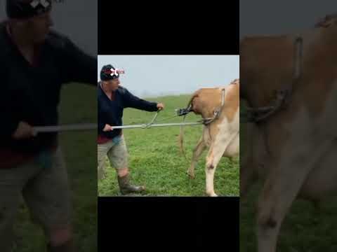 calf puller