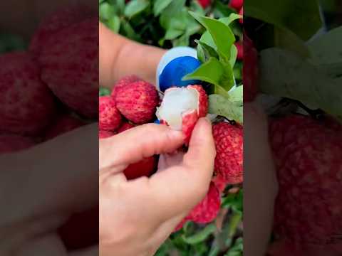 Harvesting Fresh and Sweet Lychee Fruits Directly from the Orchard Garden #shorts