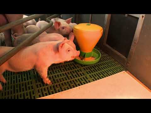 Creep feeding  – indoor breeding