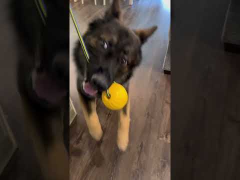 Best toy for dog training 🙏🏻🥰[link in description ] #dogs #gsd #dogtraining