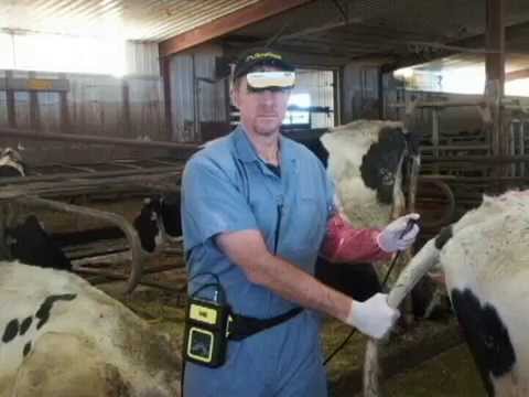 BoviScan Linear Portable Veterinary Ultrasound Equipment
