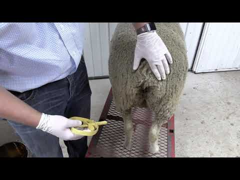 RSG CIDR Application