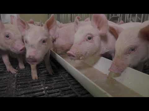 Swine Training –Nursery Pig Care (with subtitles)