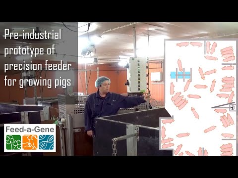 Pre-industrial prototype of precision feeder for growing pigs in restricted-feeding conditions