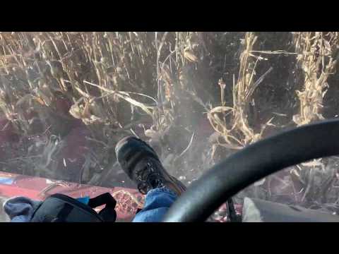 2019 Corn Harvest part 2
